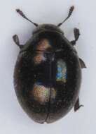 Imagem de <i>Lamprobyrrhulus nitidus</i>