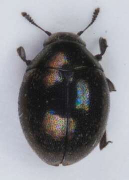 <i>Lamprobyrrhulus nitidus</i>的圖片