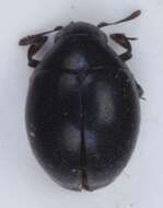 Imagem de <i>Lamprobyrrhulus nitidus</i>