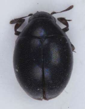 Image of <i>Lamprobyrrhulus nitidus</i>