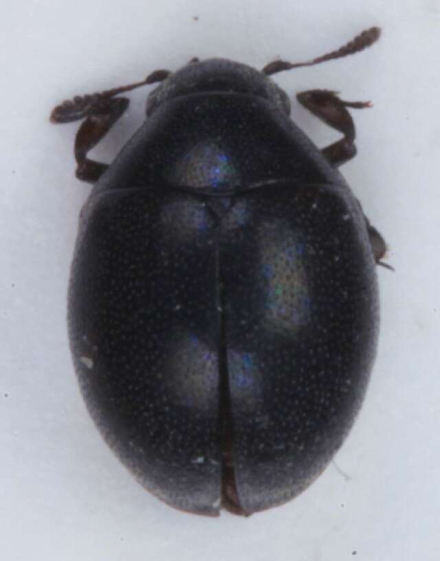 Image of <i>Lamprobyrrhulus nitidus</i>