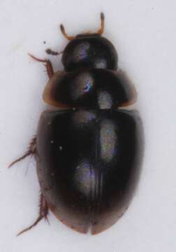 Image of Anacaena globulus