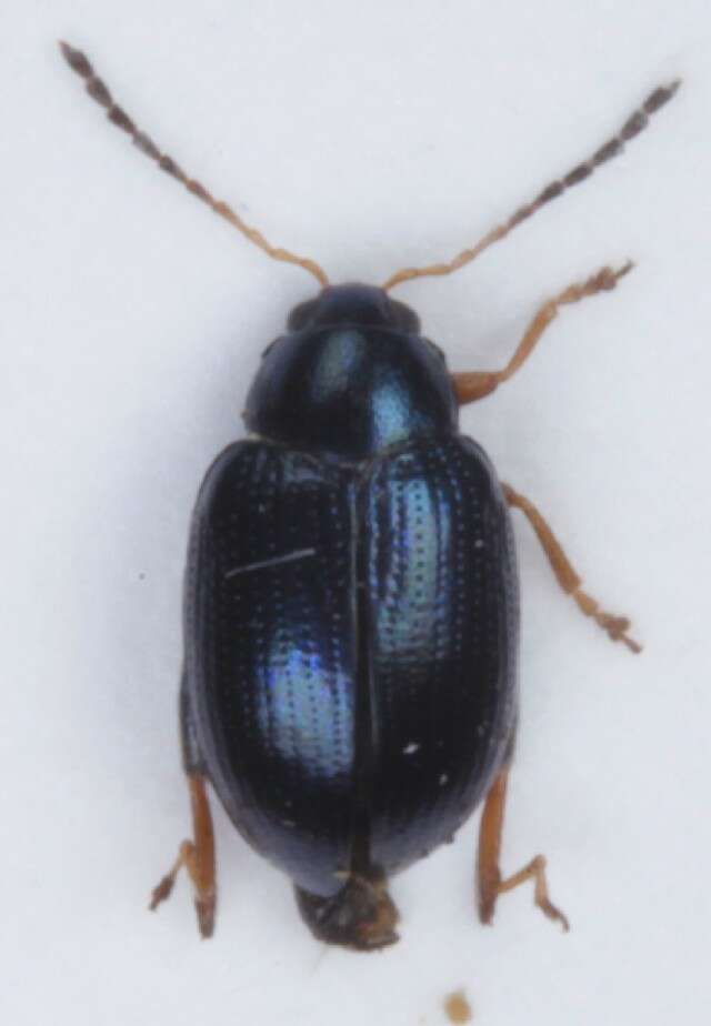 Image of Leaf beetle