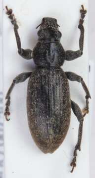 Image of Weevil