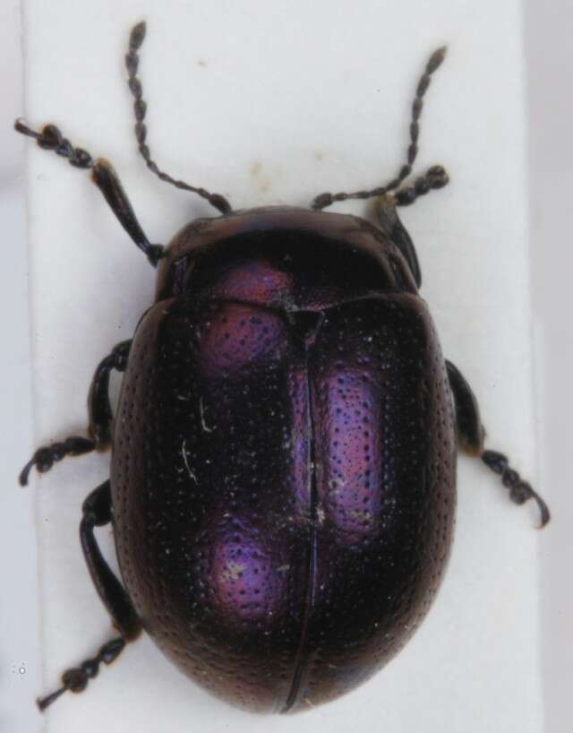 Image of Chrysolina geminata