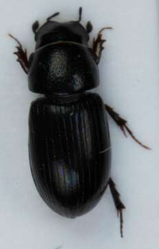 Image of <i>Aphodius plagiatus</i>