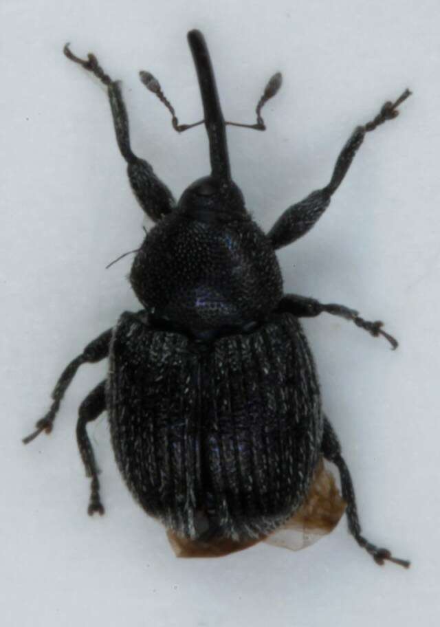 <i>Cleopomiarus distinctus</i> resmi