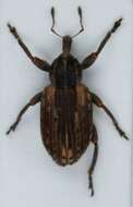 Image of Weevil