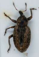 Image of Weevil