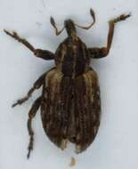 Image of Weevil