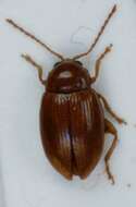 Image of <i>Neocrepidodera ferruginea</i>