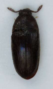 Image of <i>Trixagus dermestoides</i>