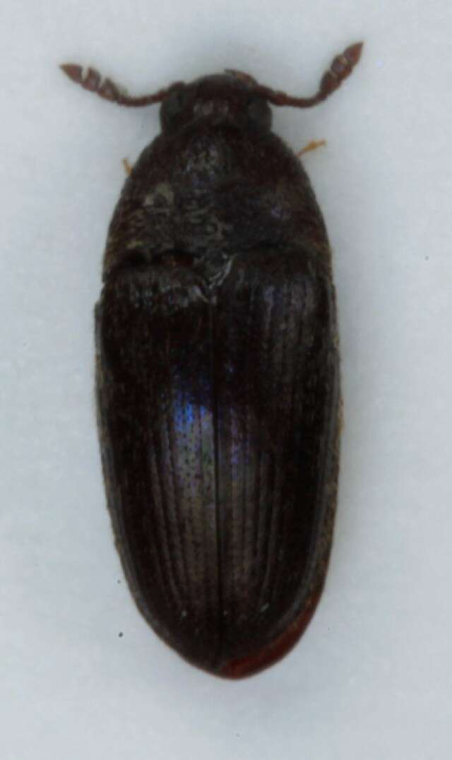 Imagem de <i>Trixagus dermestoides</i>