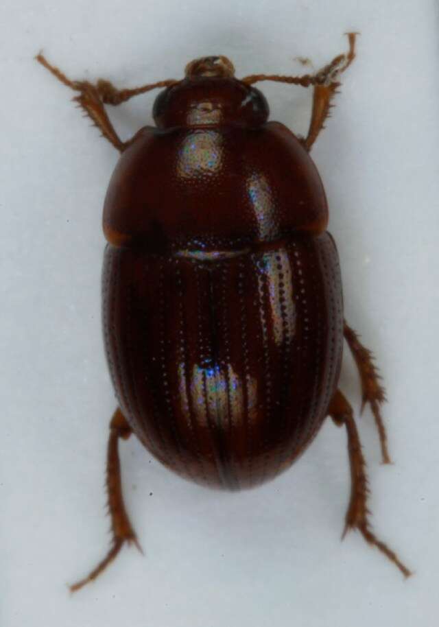 Image of Leiodes obesa (Schmidt & W. L. E. 1841)