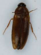 Image of Hallomenus axillaris