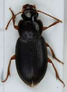 Ophonus (Metophonus) rufibarbis (Fabricius 1792) resmi