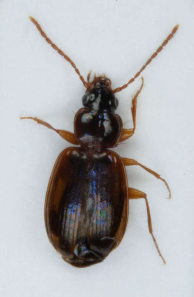 Image of Ground beetle