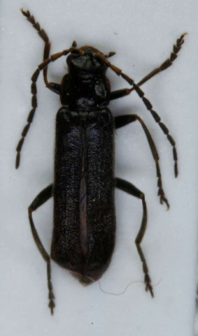 Imagem de <i>Cantharis paludosa</i>