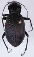 Image of Carabus (Oreocarabus) hortensis Linnaeus 1758