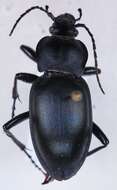 Image of Carabus (Oreocarabus) glabratus Paykull 1790