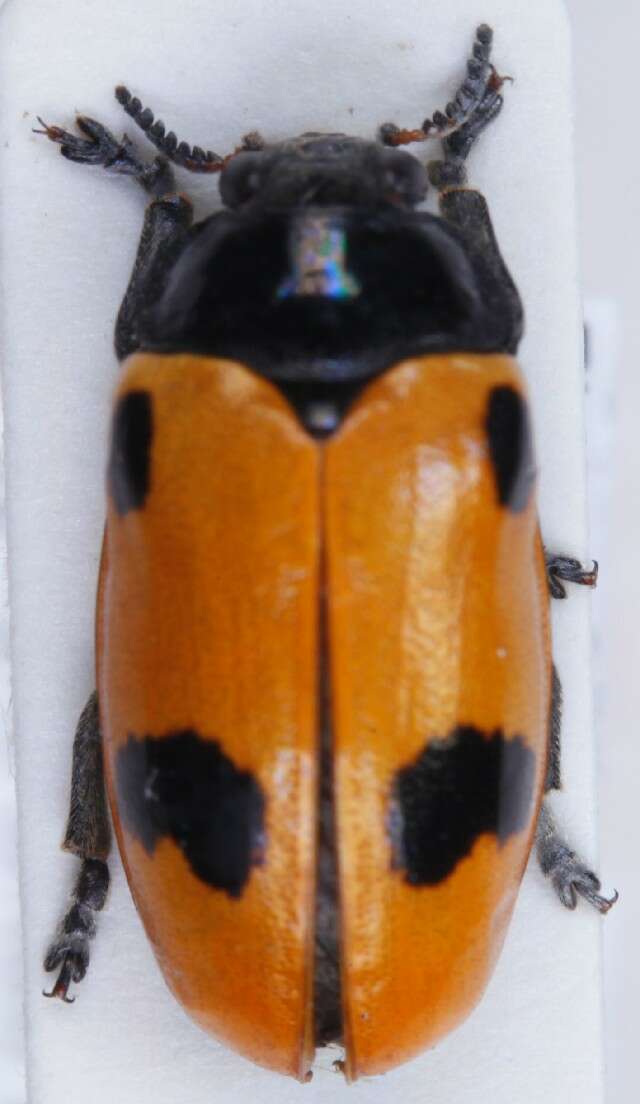 Image of <i>Clytra quadripunctata</i>