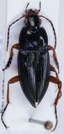 Image of Carabidae