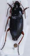 Image of Carabidae