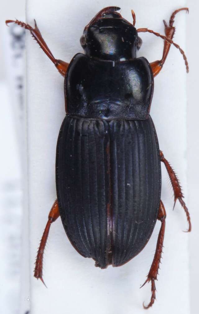 Слика од Harpalus (Harpalus) rubripes (Duftschmid 1812)