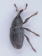 Image of Red Clover Seed Weevil