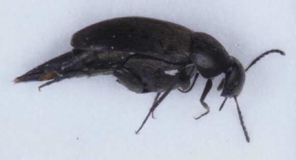 Image of Mordellistena parvula