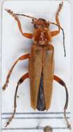 Imagem de <i>Cantharis livida</i>