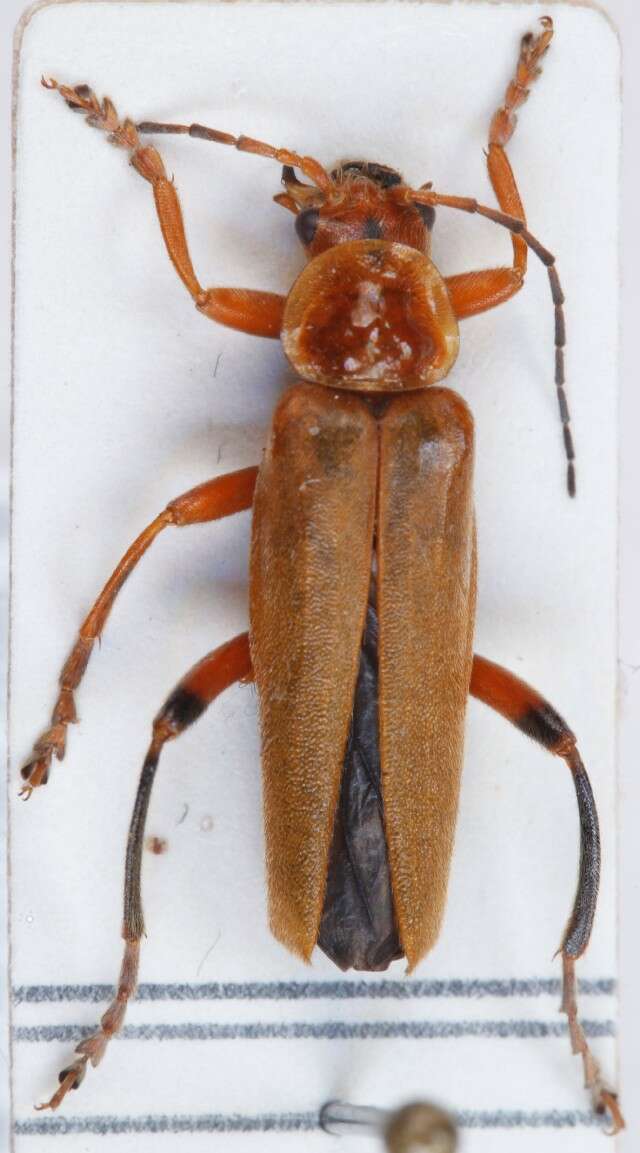 Imagem de <i>Cantharis livida</i>