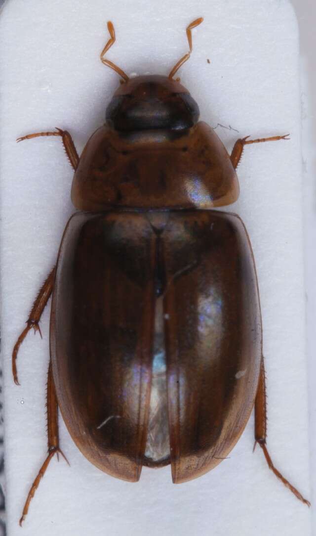 Sivun Enochrus (Lumetus) bicolor (Fabricius 1792) kuva