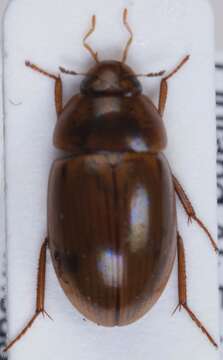 Sivun Enochrus (Lumetus) bicolor (Fabricius 1792) kuva