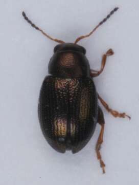 Image of <i>Chaetocnema hortensis</i>