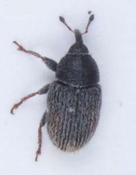 Image of Mecinus pascuorum Caldara 2001