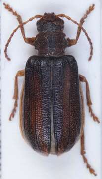 Image of <i>Syneta betulae</i>