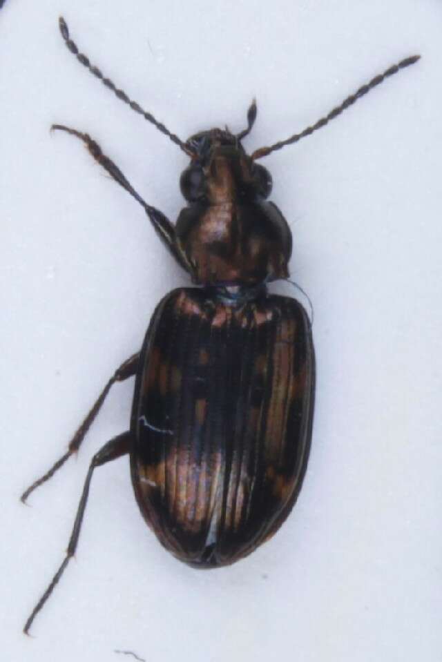 Image of Bembidion (Notaphus) obliquum Sturm 1825