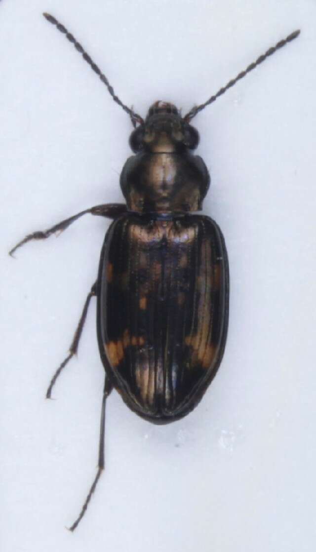 Image of Bembidion (Notaphus) obliquum Sturm 1825