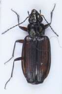 Bembidion (Plataphus) prasinum (Duftschmid 1812)的圖片