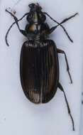 Bembidion (Plataphus) prasinum (Duftschmid 1812)的圖片