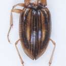 Image of <i>Brychius elevatus</i>