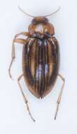 Image of <i>Brychius elevatus</i>