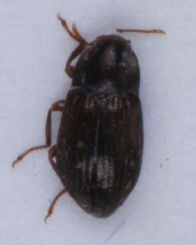Image of Pill beetles and allies