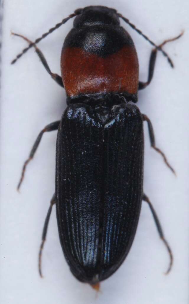 Image of <i>Cardiophorus ruficollis</i>