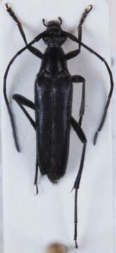 Image of small black longhorn beetle