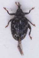 Image of Rhynchaenus rusci