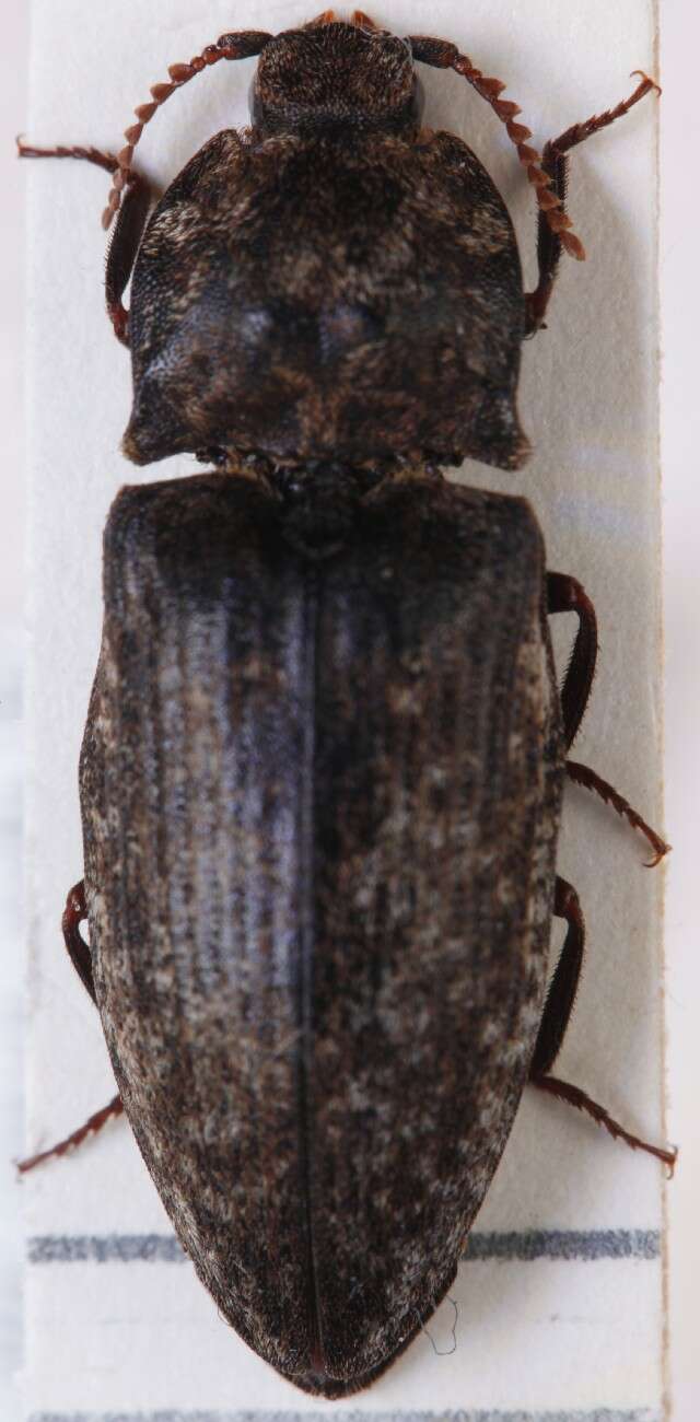 Image of <i>Agrypnus murinus</i>