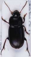 Слика од Harpalus (Harpalus) subcylindricus Dejean 1829