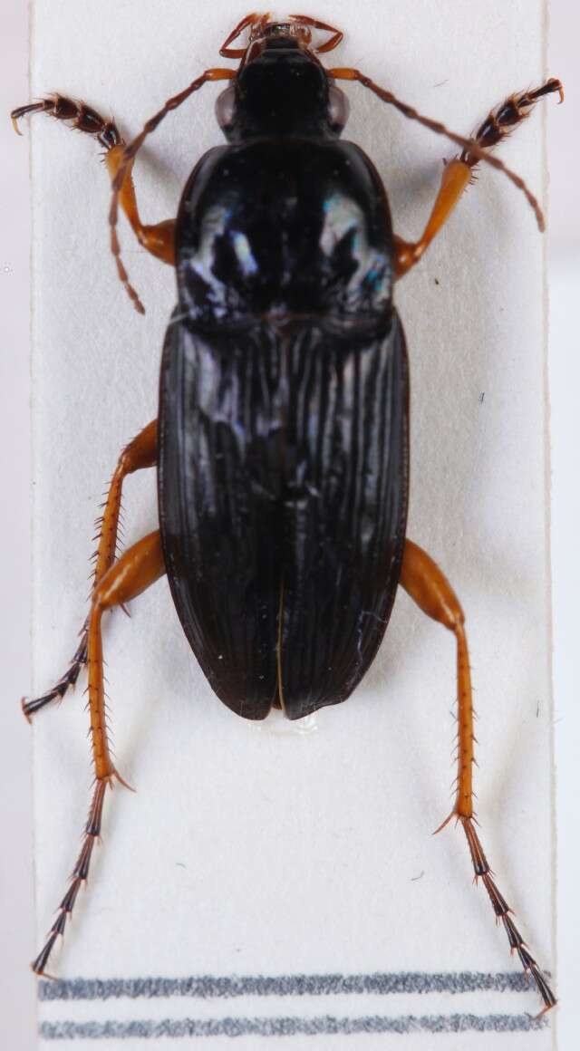 Image of Carabidae